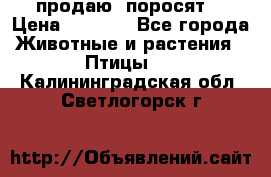 продаю  поросят  › Цена ­ 1 000 - Все города Животные и растения » Птицы   . Калининградская обл.,Светлогорск г.